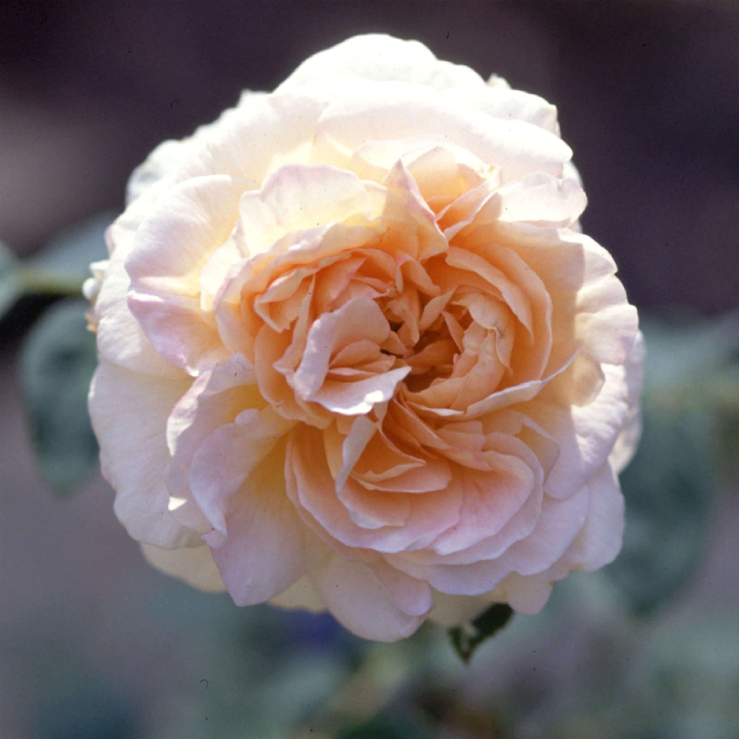 Heirloom Climbing Rose Créme de la Créme
