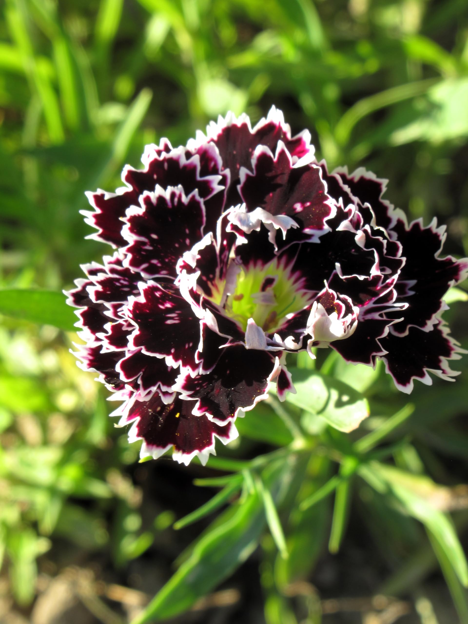 Amazon.com : 30 Black & White Chianti Dianthus Chinensis China