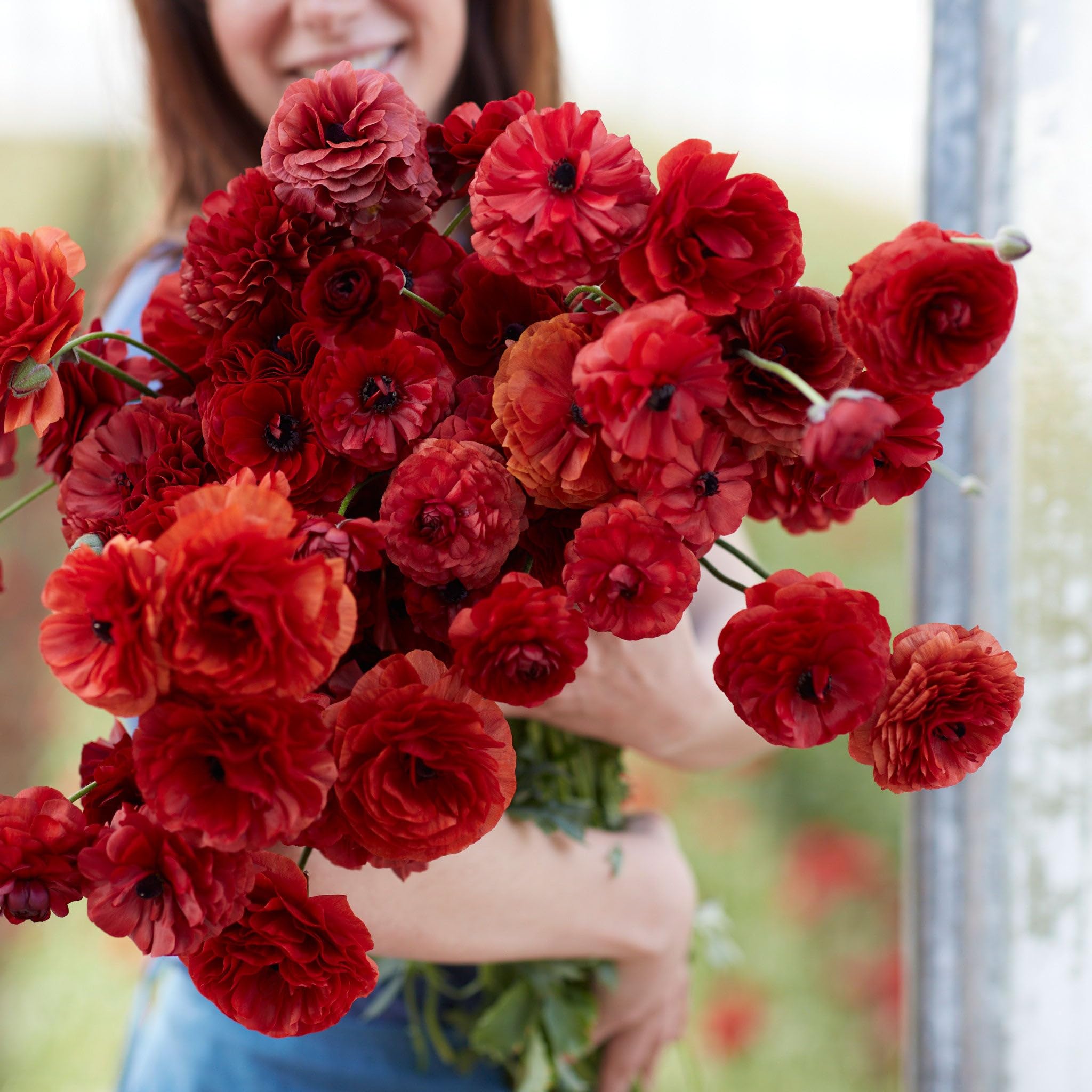 Eden Brothers Chocolate Ranunculus