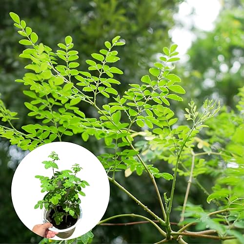 Miniatura 5 de Planta viva de árbol de Moringa, Malunggay 6 a 8 Inc plantas de moringa de altura vivas, árbol de rábano picante con baqueta, plantas de moringa de