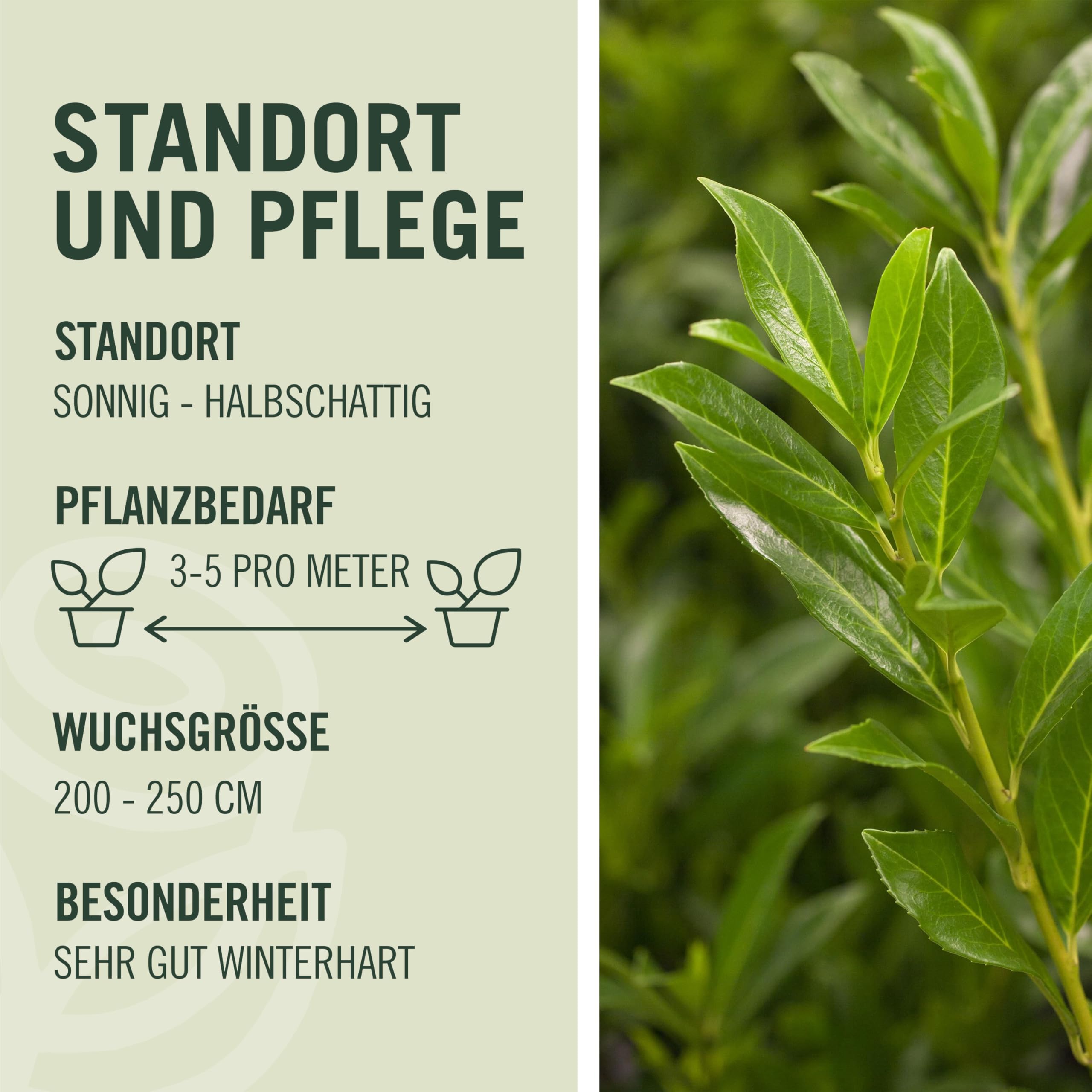 Garten-Schlter Kirschlorbeer Caucasica, 60-80 cm geliefert im 3 Liter  Topf - Lorbeerkirsche Prunus Laurocerasus als Laubhecke - immergrn,  pilzfrei, Hecken-Pflanze winterhart als Sichtschutz : Garten Schlter:  Amazon.de: Garten