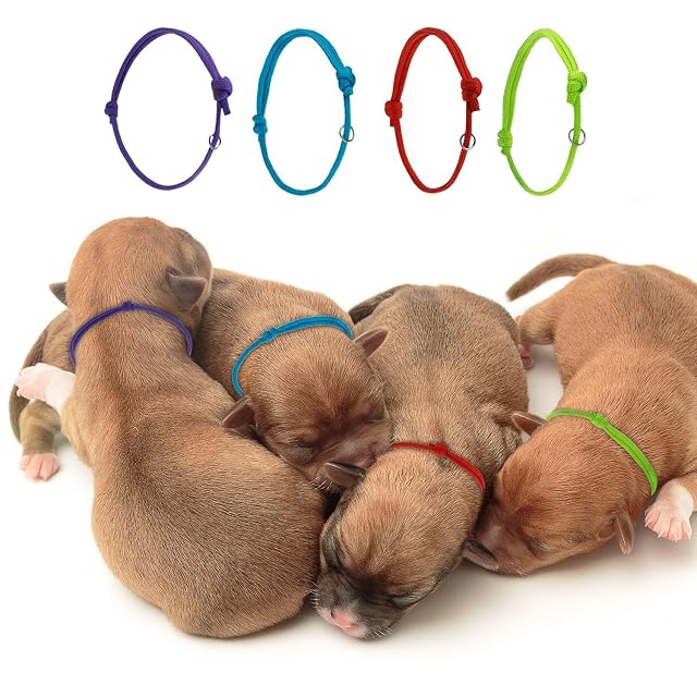 Foto 4 de 6 de FDGGT 12 Anillos De Identificación para Mascotas Y 12 Collares para Mascotas, Collares para Cachorros