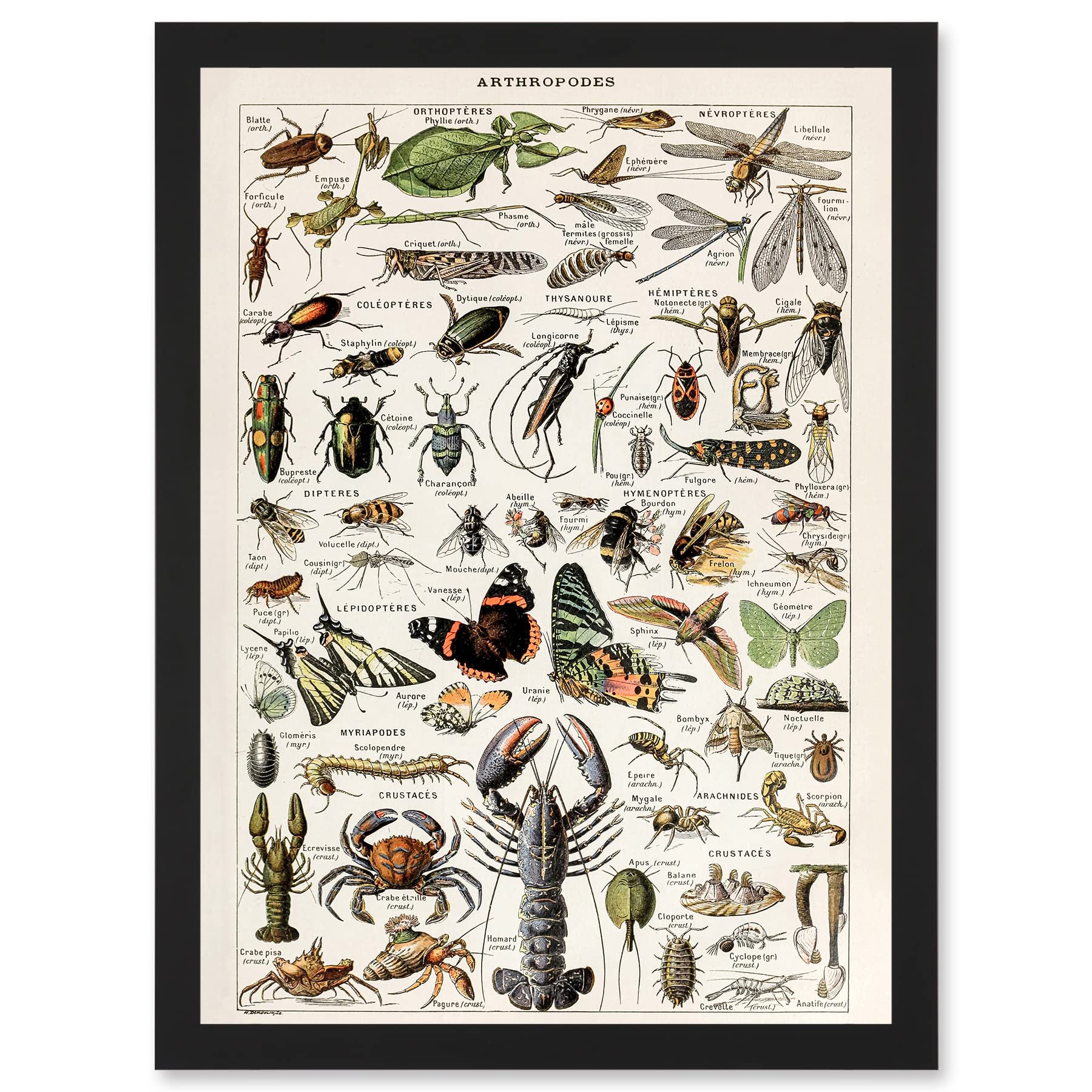 Artery8 Millot Encyclopedia Arthropods Exoskeletal Animals Nature Artwork Framed Wall Art Print A4