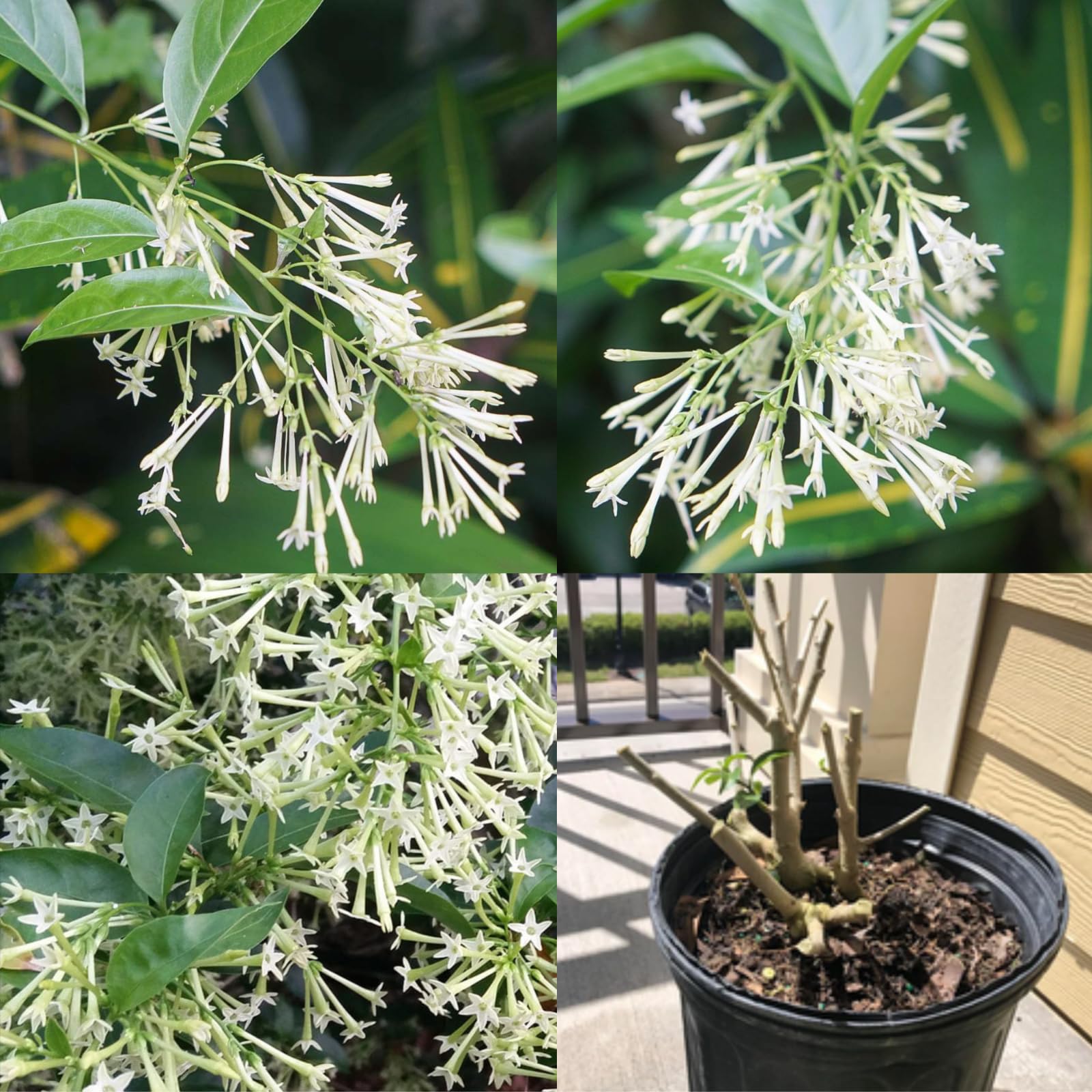 Hasnuhana/Raat Ki Rani (Grafted) Flower Plant & Tree For Shrub/Home Gardening Raat Ki Rani Live Flower Plant (Pack Of 1) (B0CWZ7BG4D) Amazon Price History, Amazon Price Tracker