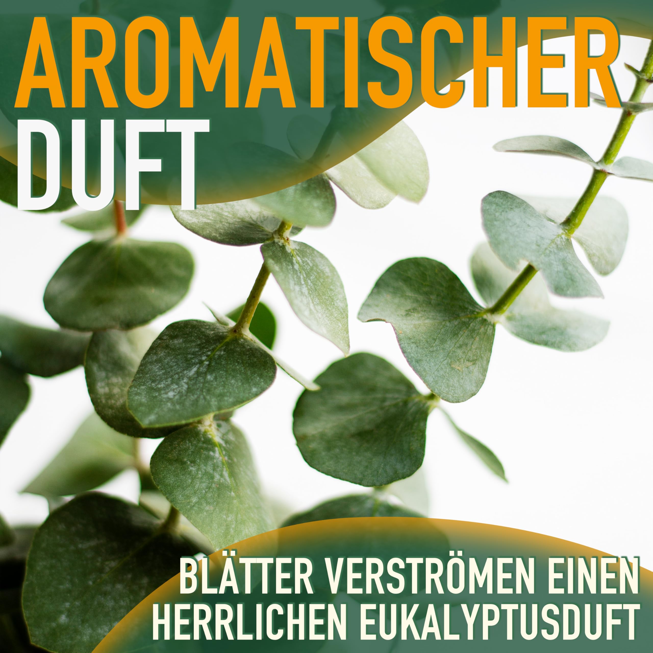 Sunny Tree - Eukalyptus - Gunnii 'Azura' Pflanze - 140 zentimeter - Winterhart