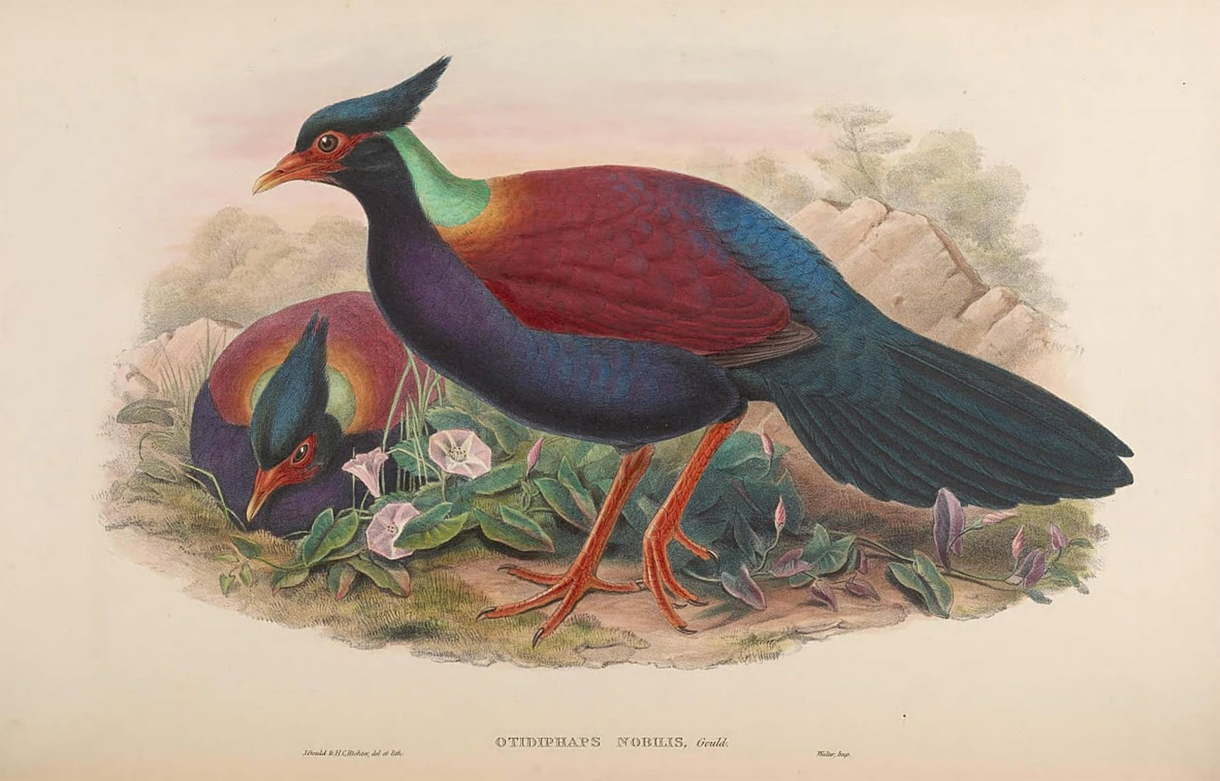 ARTXLXXBN Famous Print Painting Colorful Art Print Animal Bird Otidiphaps Nobilis by John Gould Canvas Art Decorations for Home Decor 60x90cm