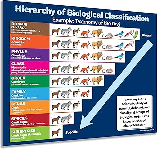 ZOCO – Taxonomy of the Dog Poster – Biological Classification Chart – Science Classroom Decor & Teacher Supplies – Laminated 17x22 – For Elementary, Middle & High School