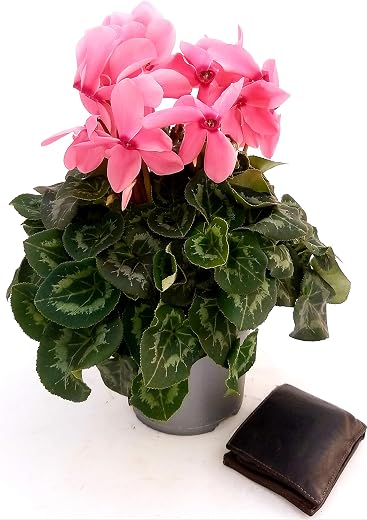 POWERS TO FLOWERS - CICLAMINO XXL GRANDIFLORA ROSA, vaso 17cm, pianta vera