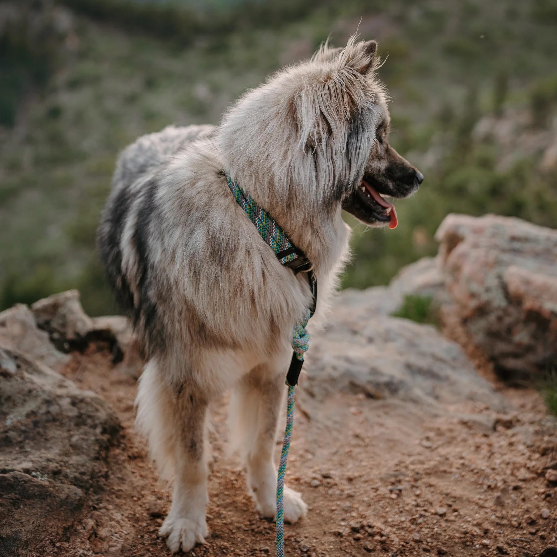 Wilderdog Correa para perro de cuerda de escalada con mosquetón grande, 10 pies, alpino, 1 unidad, 1 unidad