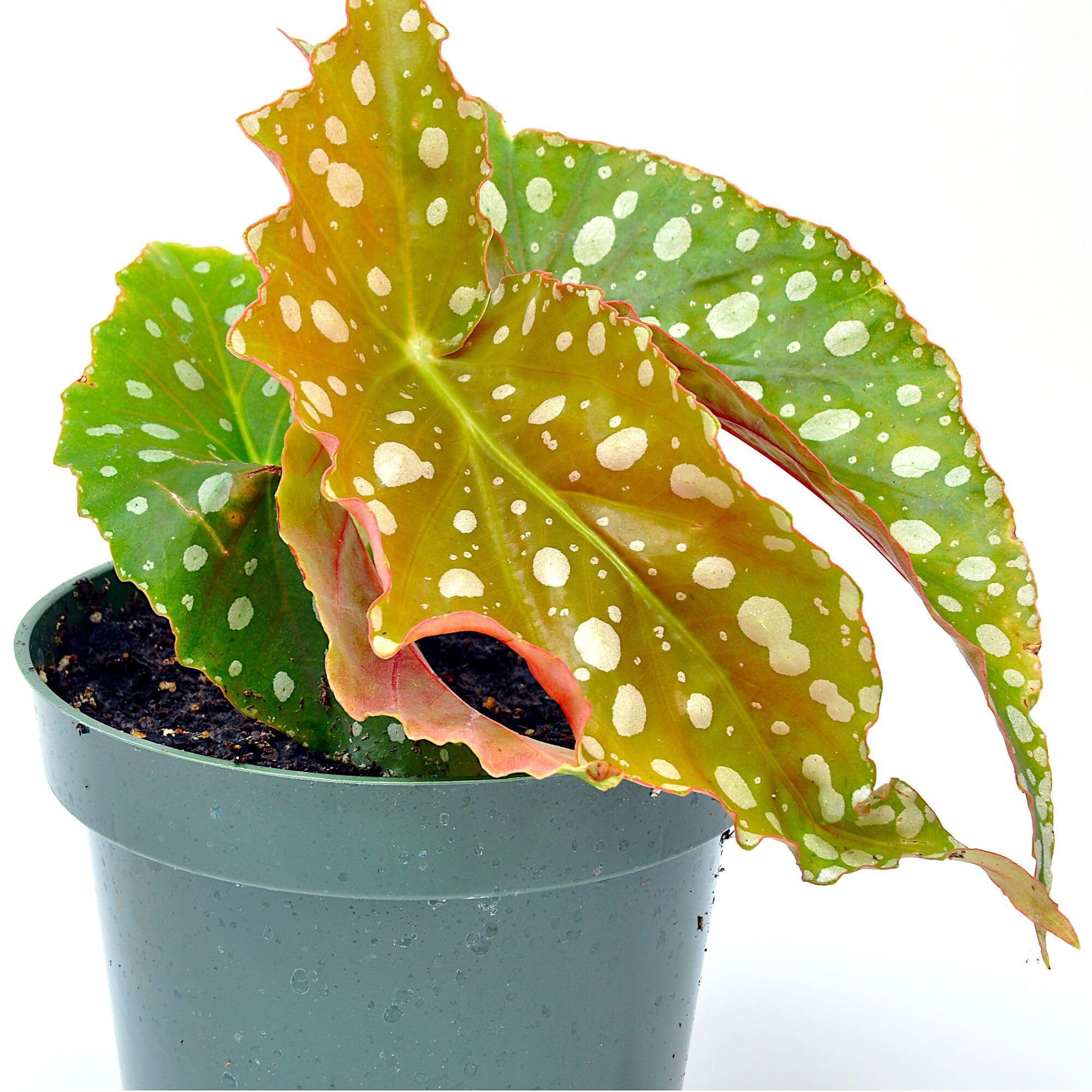 Begonia Flamingo Queen Winter Greenhouse