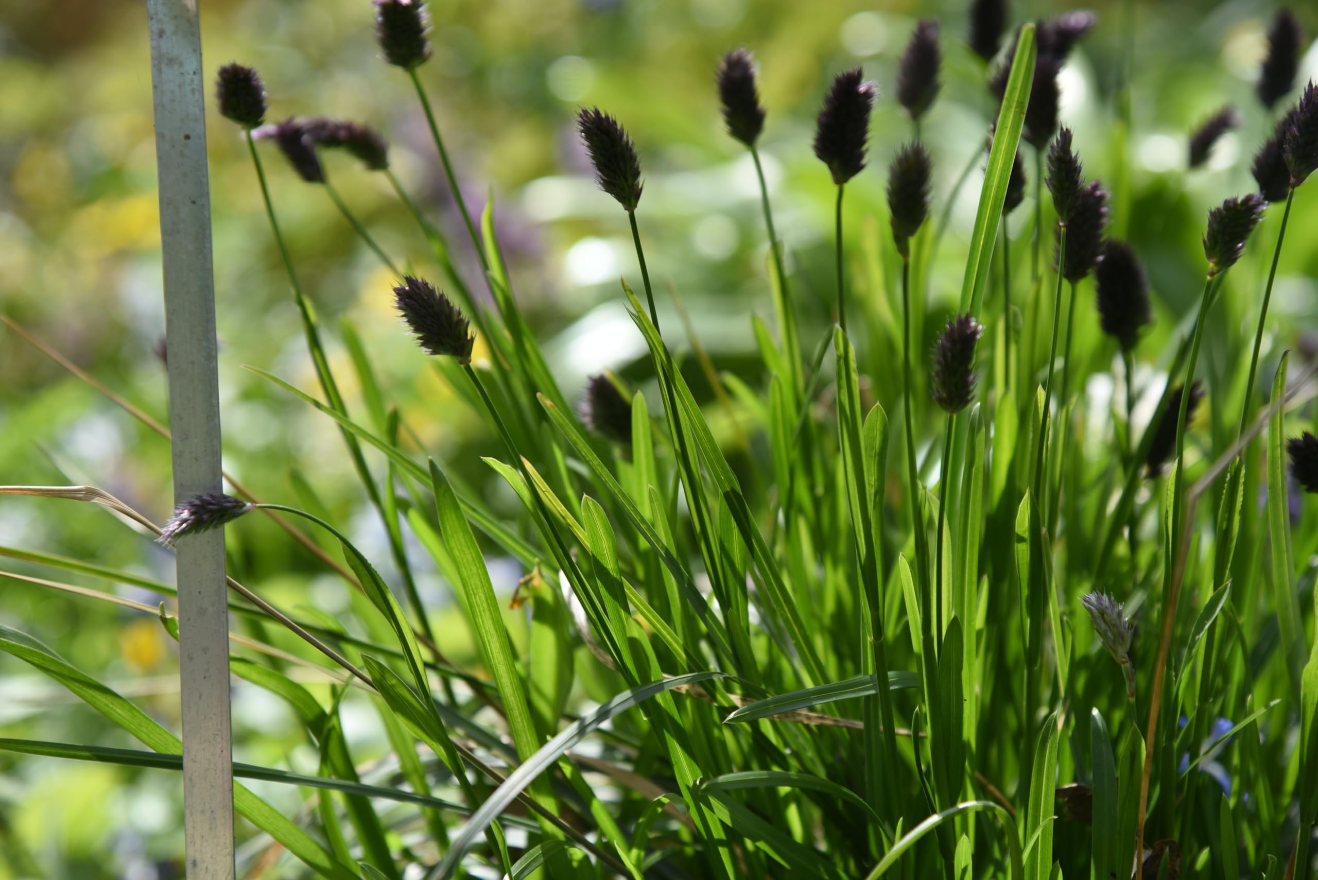 Stauden Gänge 10 x Sesleria sadleriana Ungarisches Blaugras winterhart