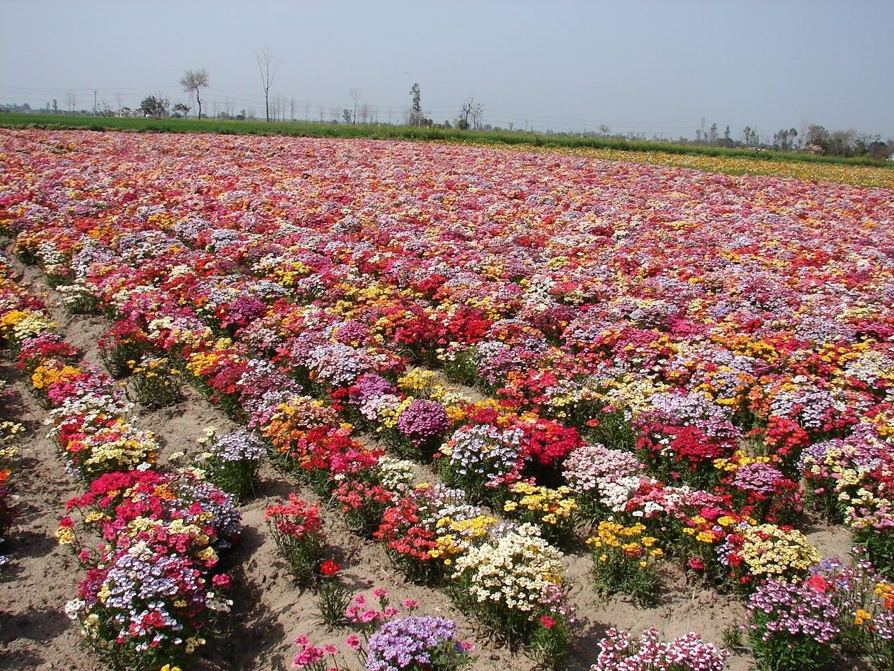 Buy4seeds NEMESIA STRUMOSA Carnival Mixture - 1000 Seeds Easy to Grow