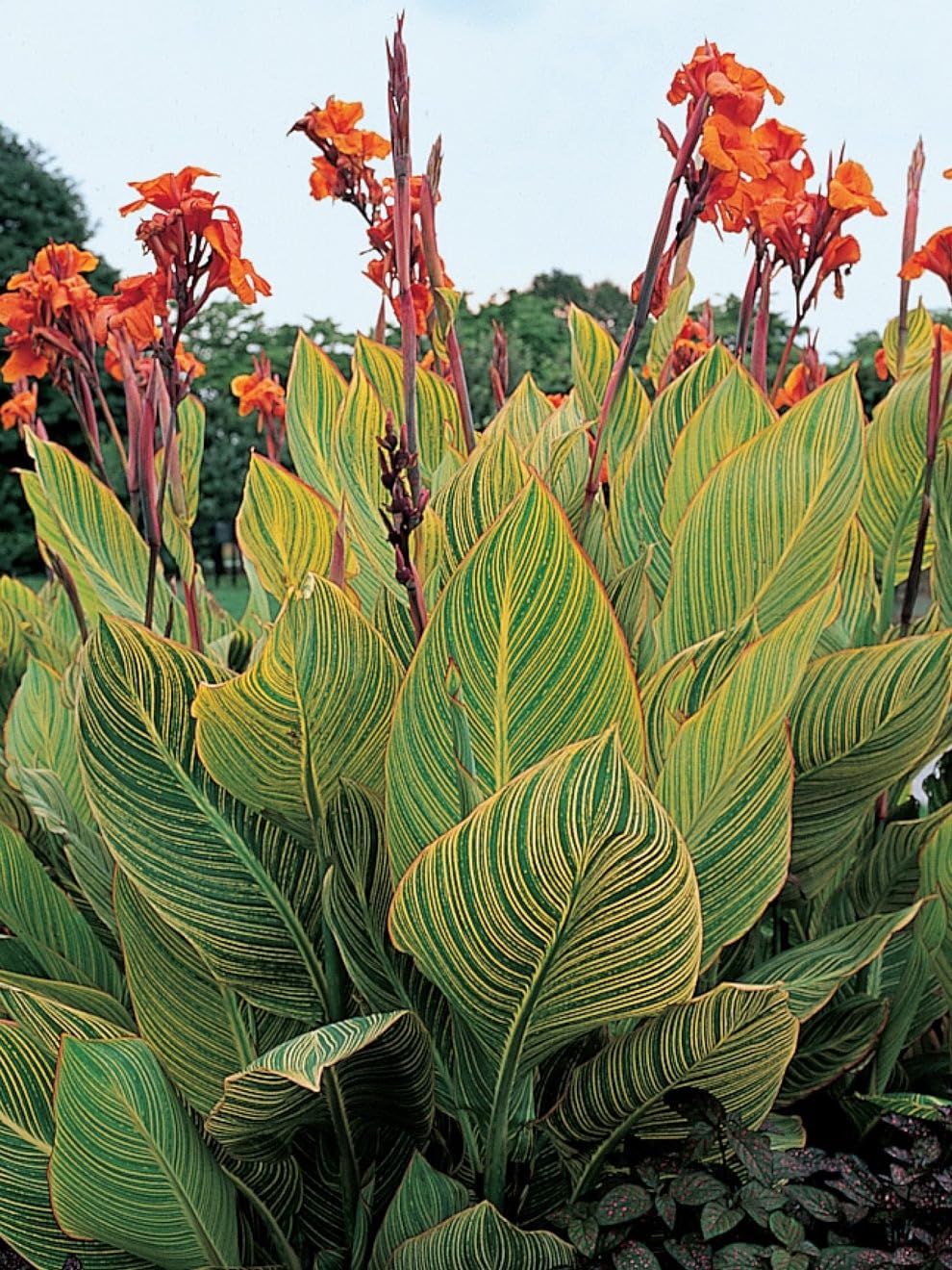 canna出品 Indian Gardening Vibrant Canna Variegated | Striped Leaf Canna