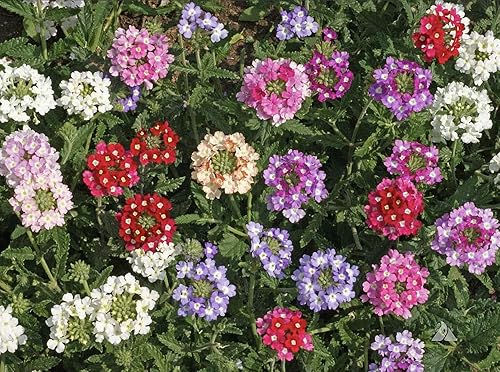 Ideal Florist Mix Verbena Seeds - Colores mezclados para zonas 6-10 - 1500 Semillas..