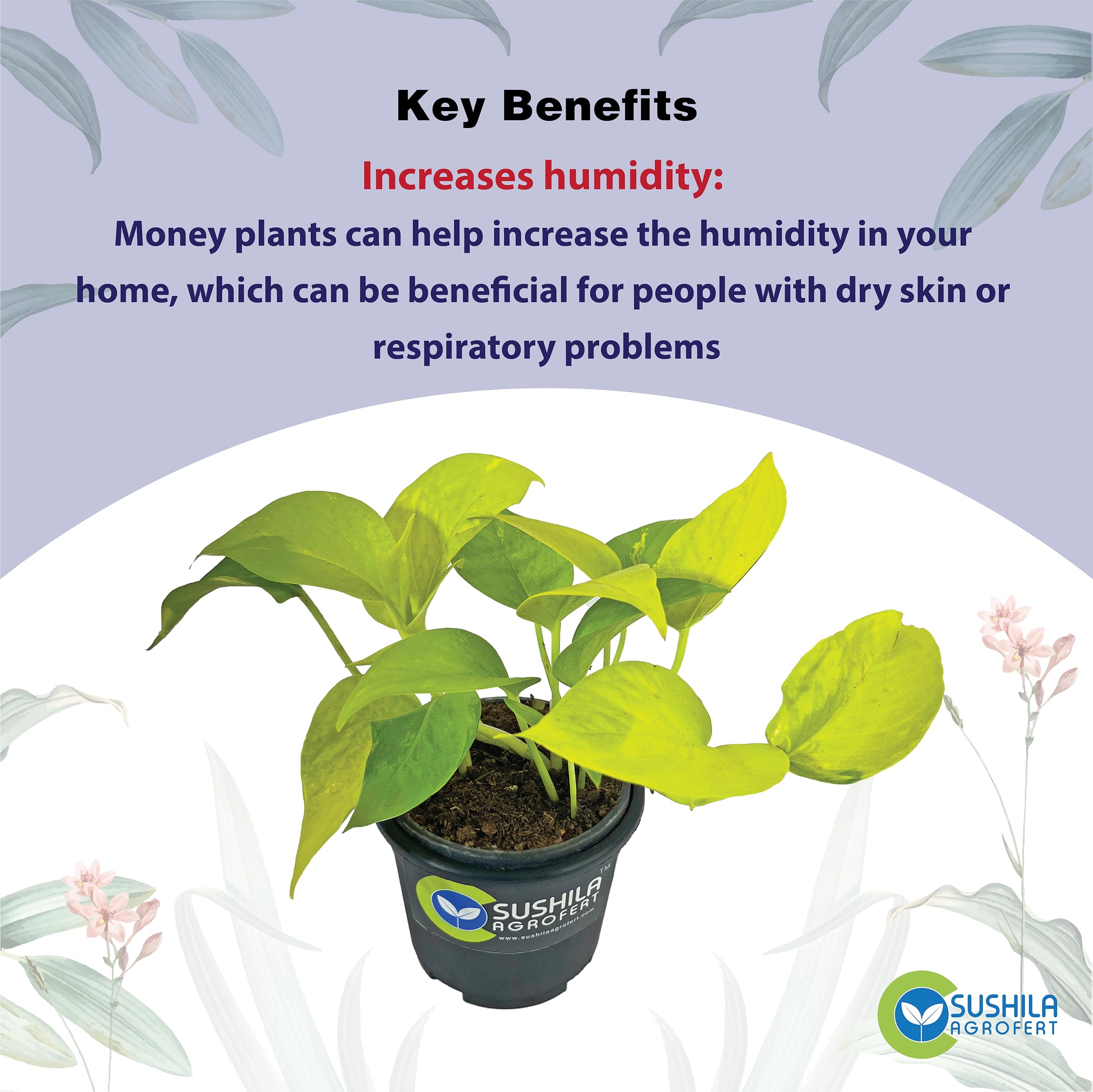 Golden Money Plant - Good Luck & Easy Care -5 Golden Money Plant - Good Luck & Easy Care -5