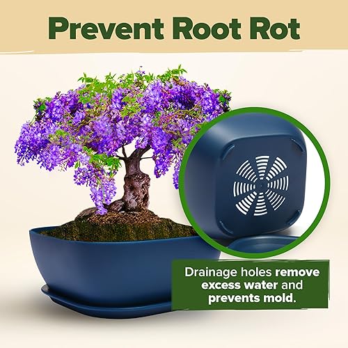 Miniatura 7 de HOME GROWN Kit de árbol bonsái de 6 variedades tradicionales con macetas únicas, kit de iniciación de bonsái de bricolaje para adultos y