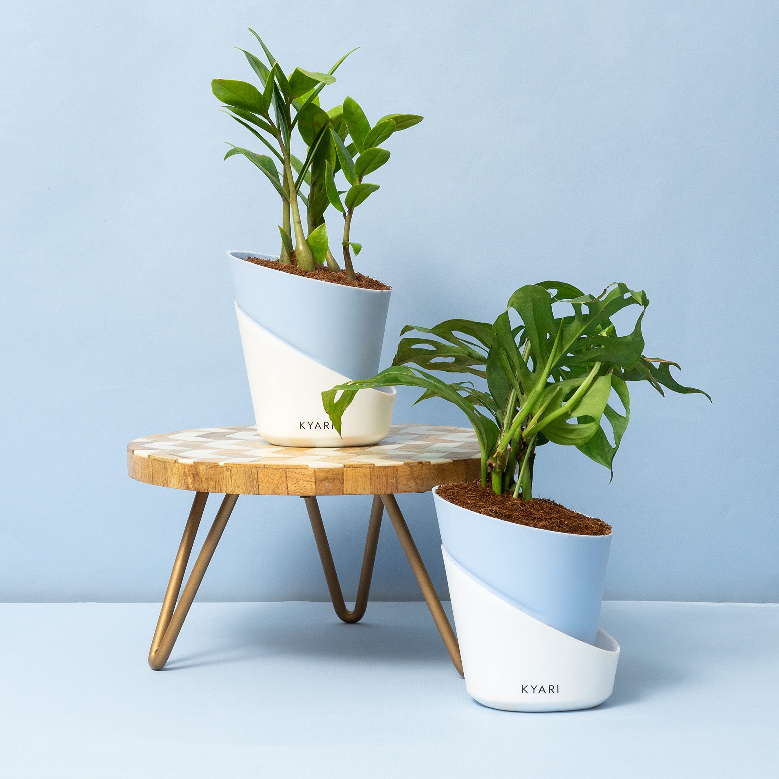 KYARI Combo of Zamia Green (ZZ)| Philodendron Broken Heart Live Indoor Plant with Baby Blue Elite Pot| Best for Living Room, Kitchen, Bedroom, & Office Table (B0BVZS2JDH) Amazon Price History, Amazon Price Tracker
