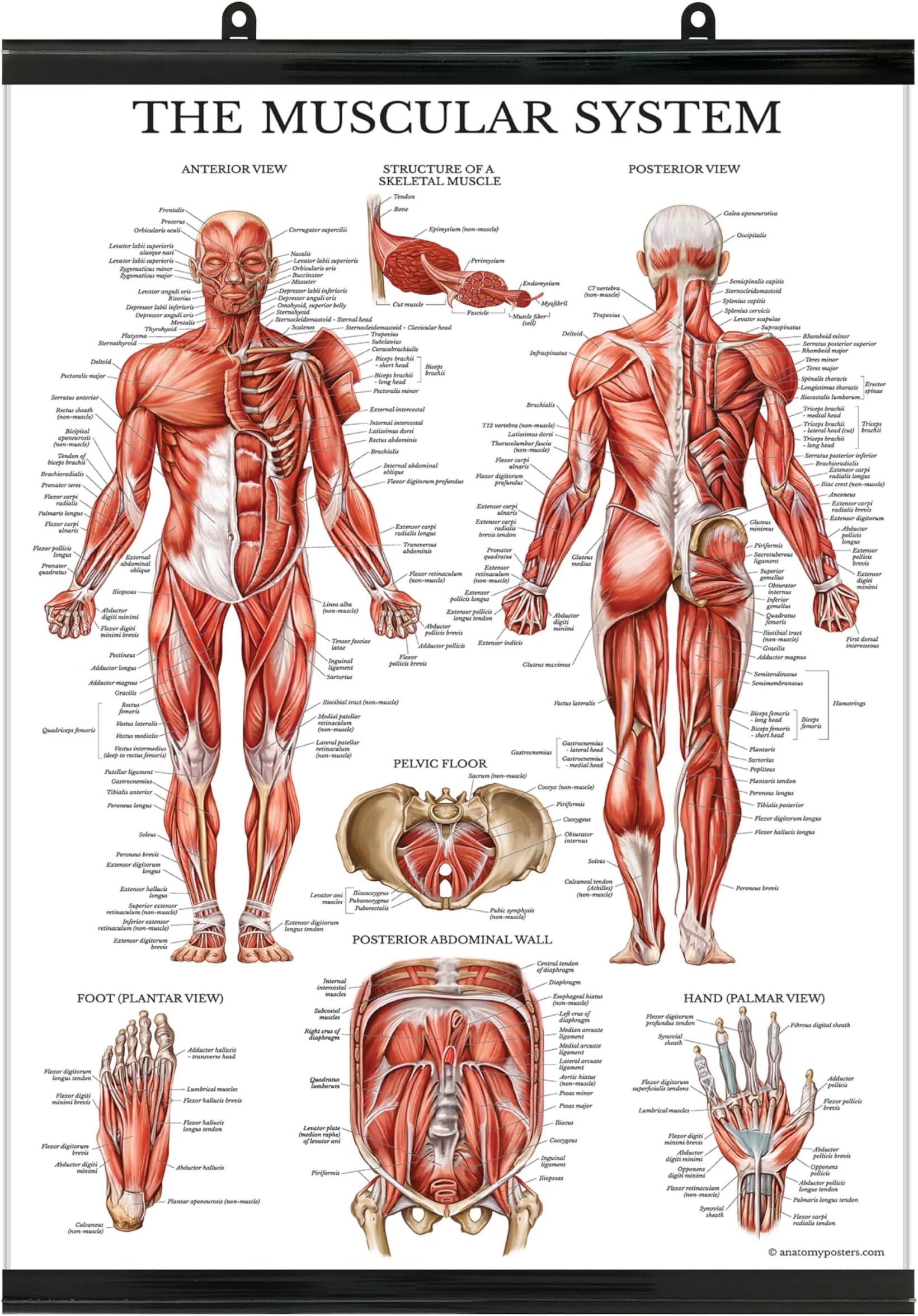 Palace Learning Muscular System Anatomical Poster - LAMINATED WITH PLASTIC FRAME - Muscle Anatomy Chart - Double Sided (18" x 24")
