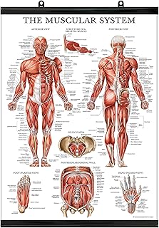 Palace Learning Muscular System Anatomical Poster - LAMINATED WITH PLASTIC FRAME - Muscle Anatomy Chart - Double Sided (18" x 24")