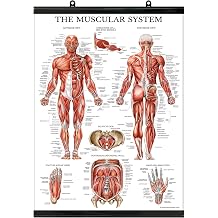 Palace Learning Muscular System Anatomy Poster - Laminated in Plastic Frame - Muscle Anatomy Chart - Double Sided 18" x 24"