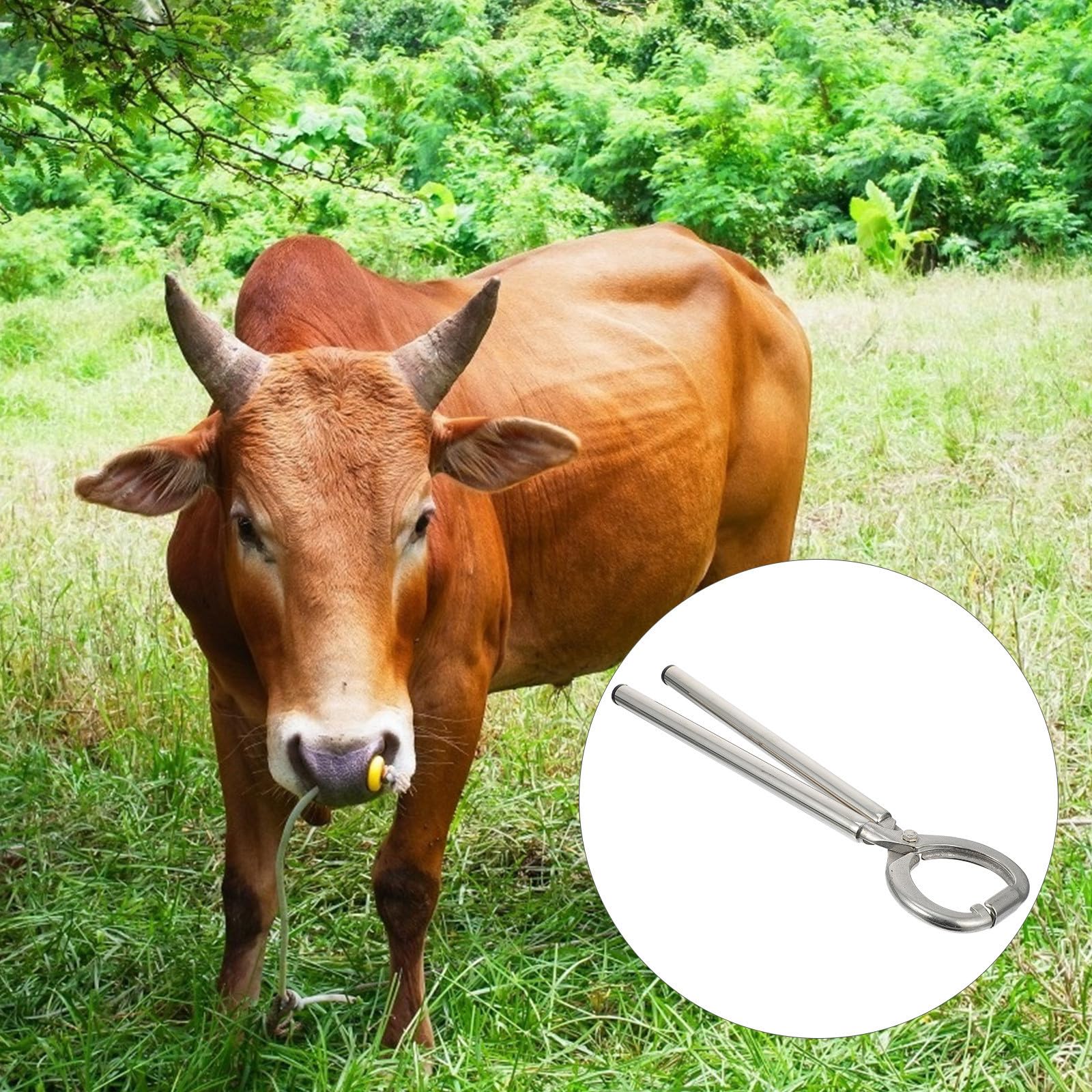 Pinza per Anello Nasale Bovino in Acciaio Inox, Argento