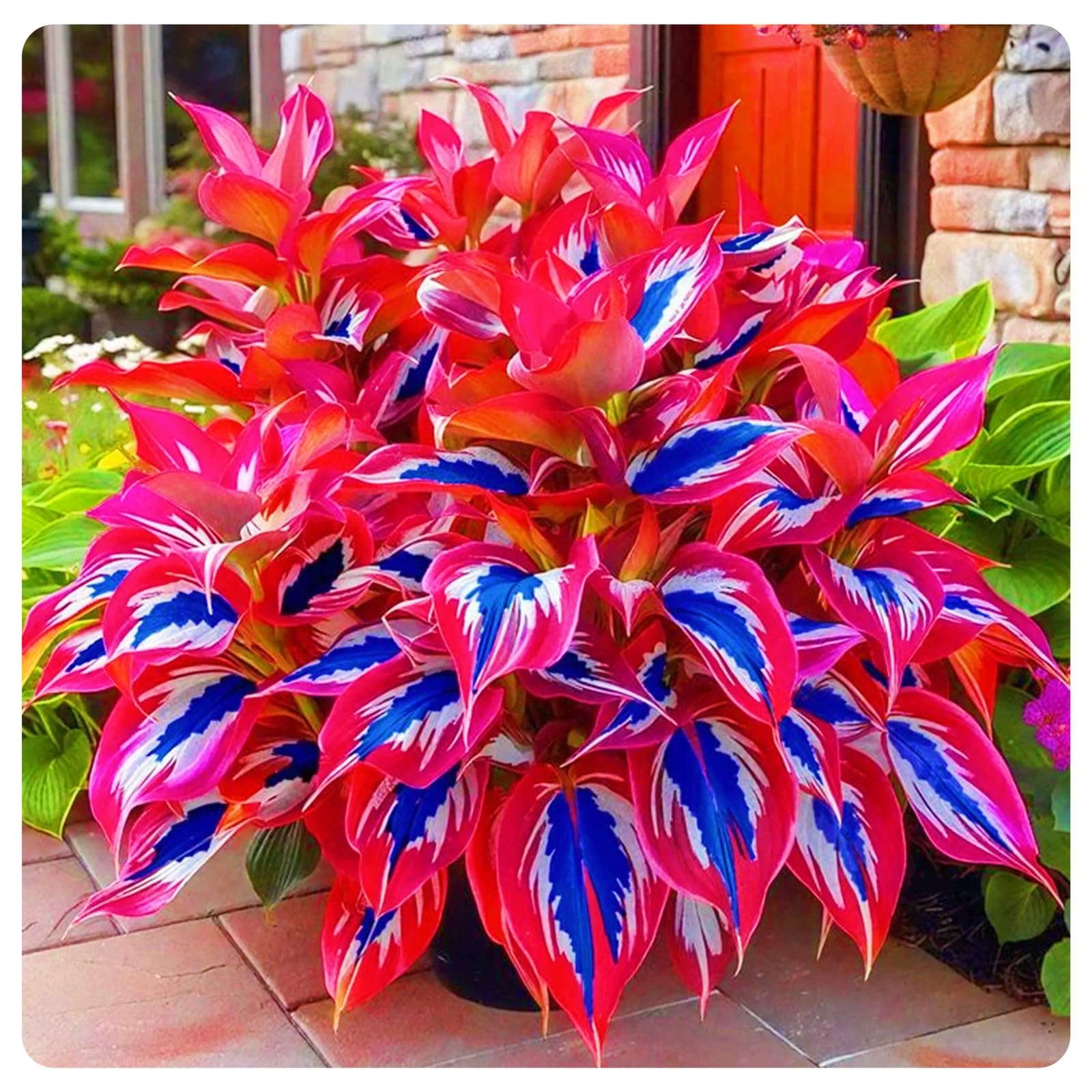 Mixed Hosta Bulbs-Hostas Plants Perfect for The Garden-Landscaping-Excellent Displays-10bulbs-h