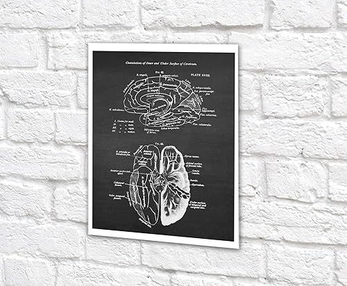 Miniatura 8 de Gnosis Picture Archive Neuroscience Art set de 6 impresiones sin marco de anatomía del cerebro humano