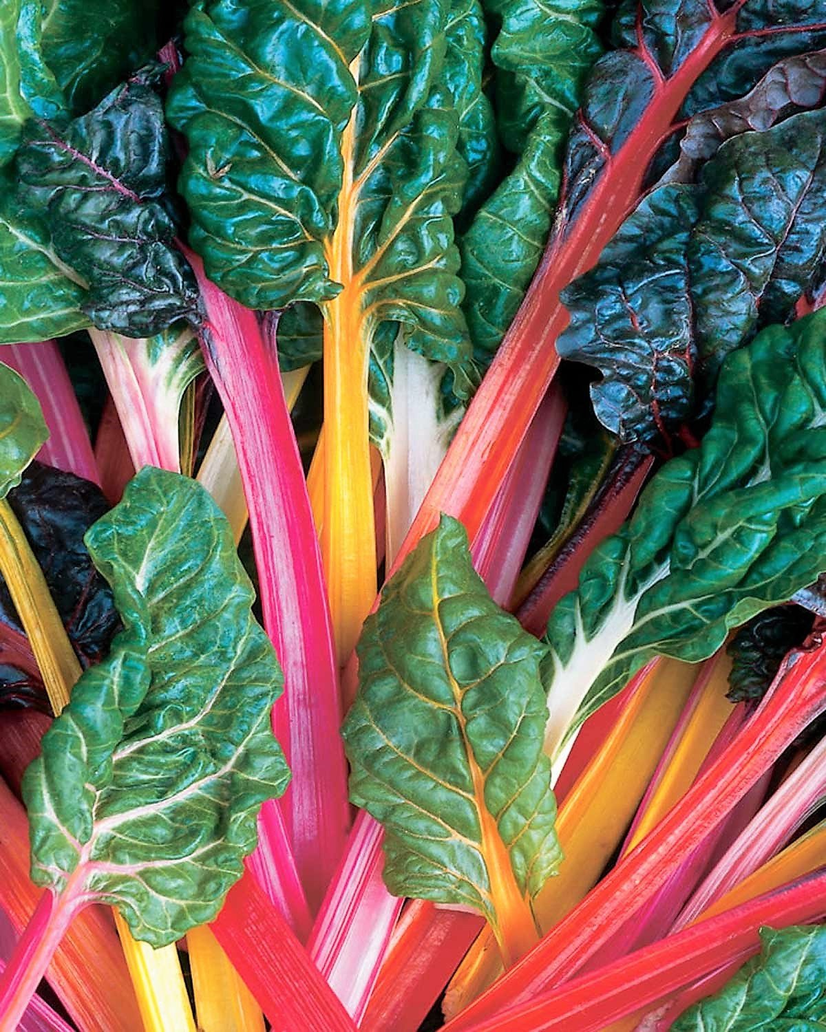 National Gardens Northern Lights Mix Swiss Chard Vegetable Seeds (B094YJPJ7K) Amazon Price History, Amazon Price Tracker