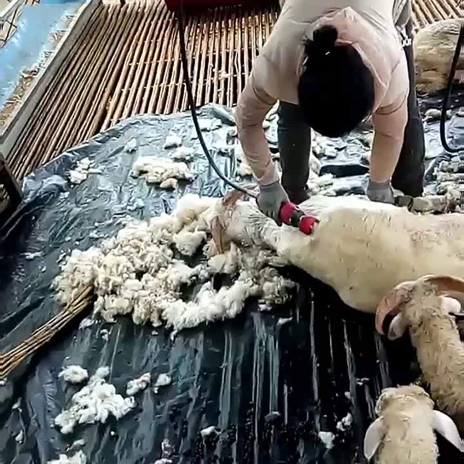 1500W Esquileo EléCtrico Ultraligero De Ovejas Y Cabras, MáQuina Cortadora De Tijeras De Granja, Cortadora De Lana, MáQuina De Corte De Tijera, Se Puede Colgar, con Caja