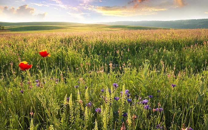 Nature Wall Sticker Poster|Flowers Valley Scenery Wall Sticker Poster|Poster for Cupboards/College/Hostel|Self Adhesive Paper Poster