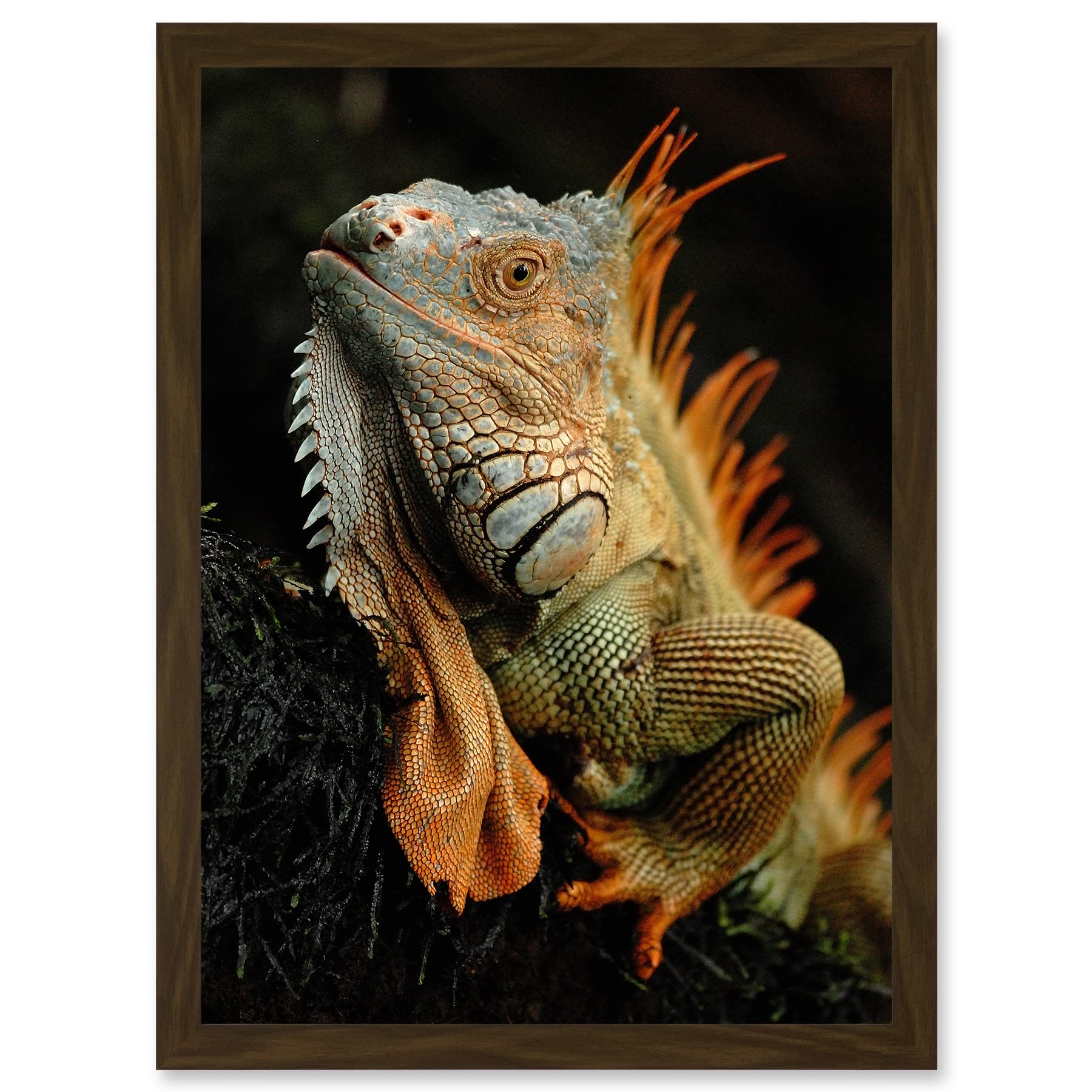 Artery8 Framed Wall Art Print - A4 - Iguana Lizard Reptile Scales Spines Artwork