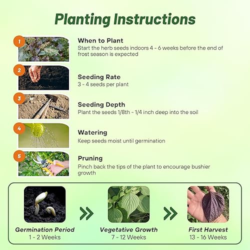 Miniatura 4 de Outsidepride 1000 semillas anuales Perilla Frutescens Planta de carne de res Semillas de jardín de hierbas para plantar