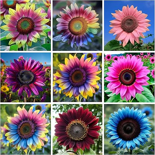 Más de 200 semillas de girasol gigantes para plantar, semillas de girasol mixtas sin OMG, flor perenne que atrae a los polinizadores