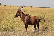 Review Image by DahleLama