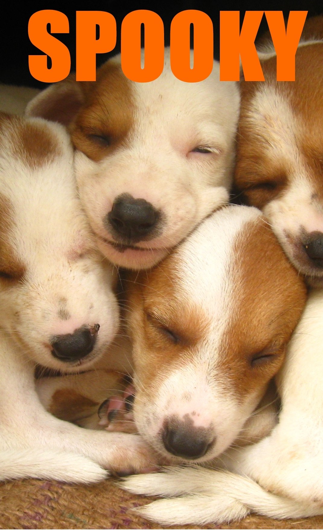 SPOOKY: Hardships faced by a pup after getting separated from Pet parents