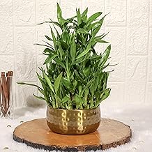 Floral Boutique 5 Layer Bamboo plants for home decoration in Metal plant pot | Indoor Plants for Home | house warming gifts | live plants with pots | Gold Dotted