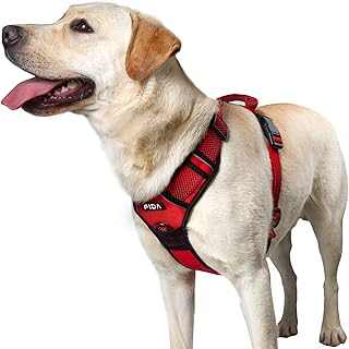 best harness for labrador