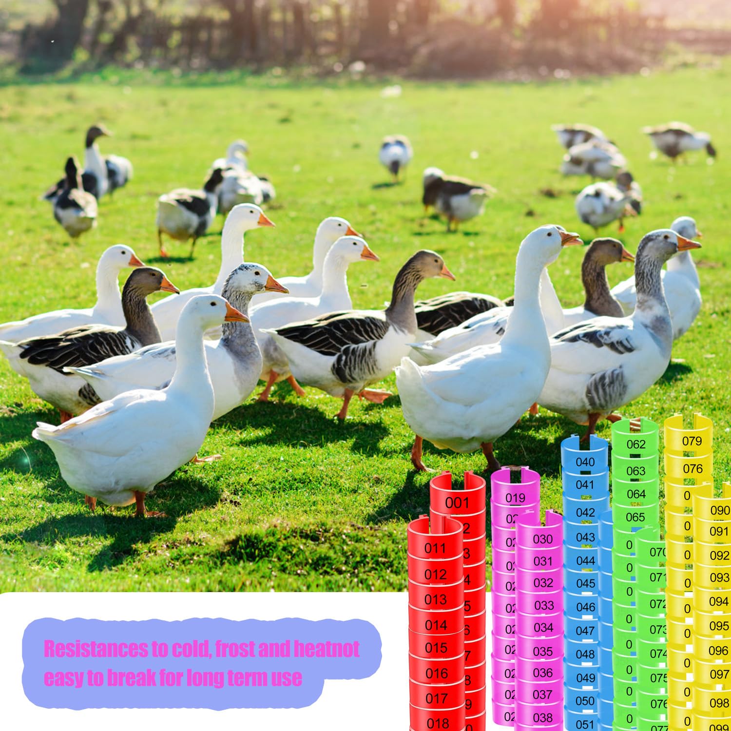 100 Stück Hühnerbeinringe 20 Mm – Mehrfarbig, Aus Kunststoff, Für Geflügel (Hühner, Enten, Gänse, Tauben)
