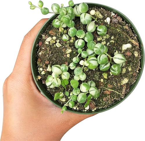 Miniatura 5 de Cadena de perlas variadas suculentas 2 pulgadas  Planta Radicans Curio  Suculenta colgante rara  Regalo único para suculentas