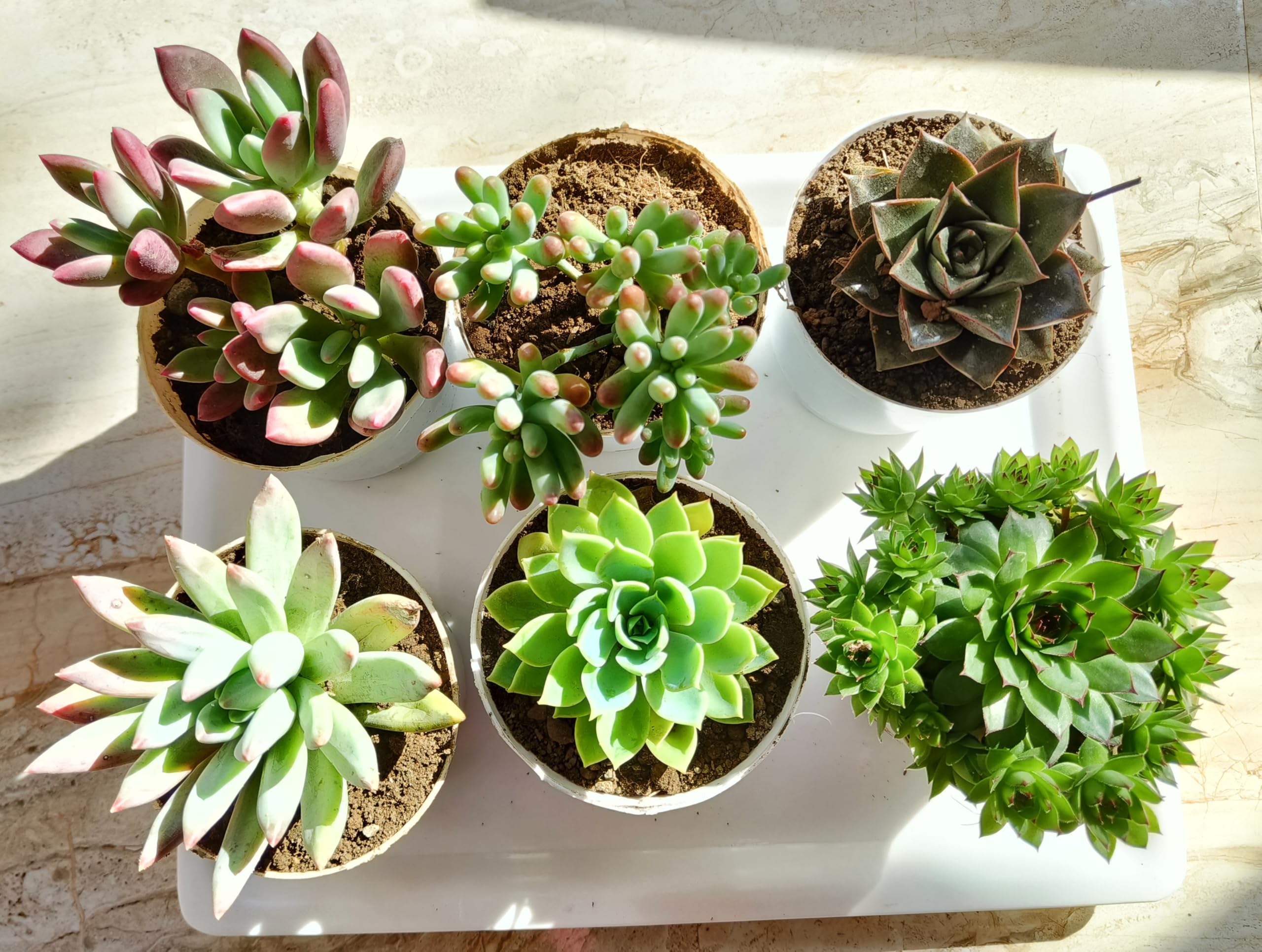 Farm Storey Assorted succulent plants set of 6, Any 6 live succulent plants variety, BARE ROOTED, succulent plants combo (6) (B0CQZ48BCC) Amazon Price History, Amazon Price Tracker