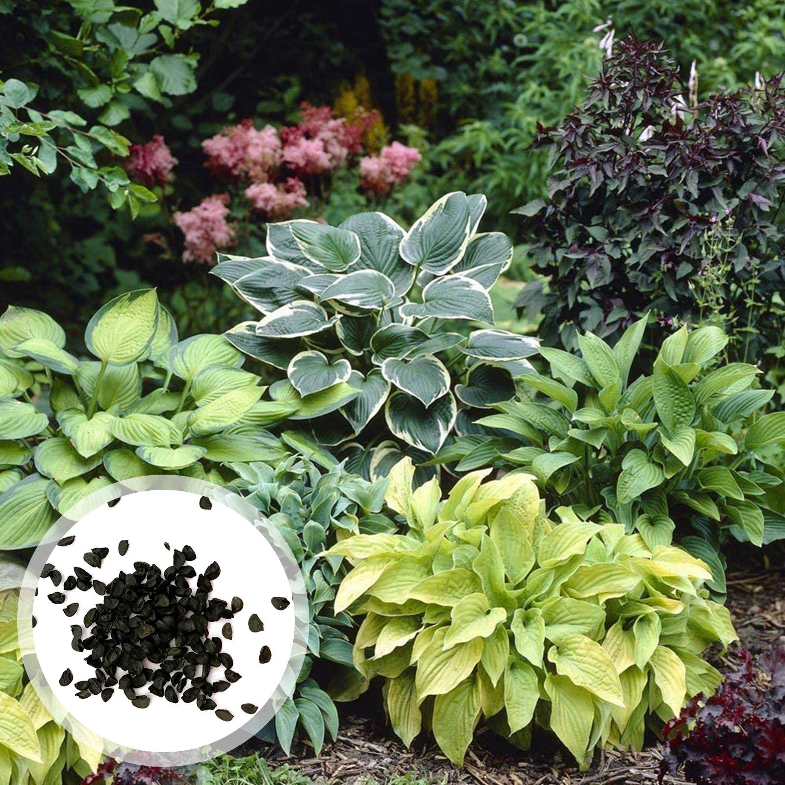 ZMYPP1 Bag Hosta Seeds for Planting, Showy Therapeutic Mixed Color Natural Flower Seeds for Balcony Easy to Plant,Gardening,Home Decor - Hosta Seeds