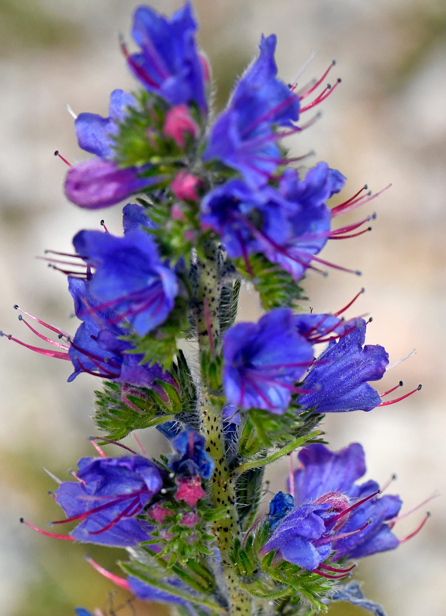 500 Natternkopf Samen - Echium vulgare - Winterharte 2-jährige Wildblume, beliebte Bienenweide und Schmetterlingsblume blau