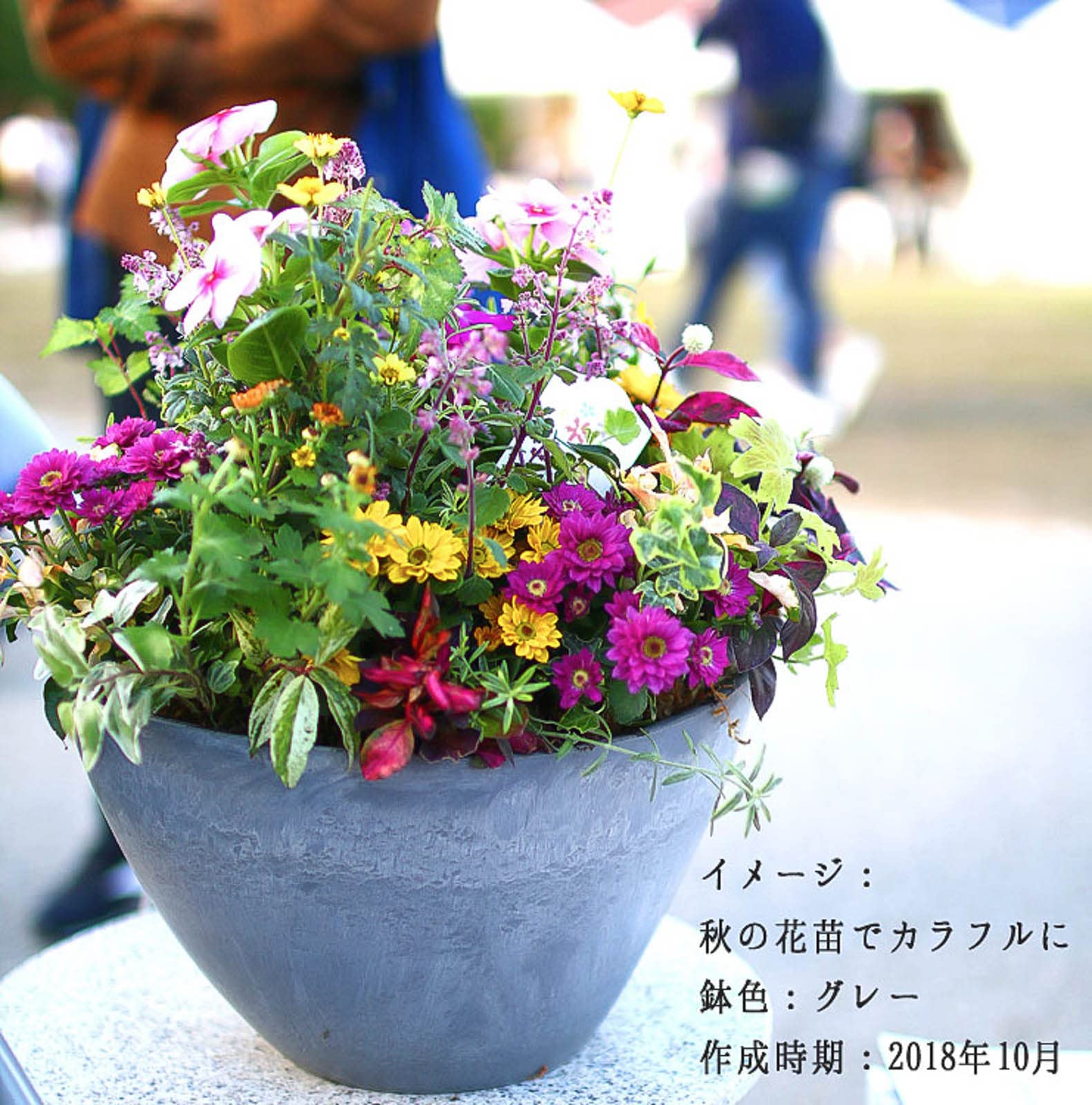 季節のお花寄せ植え グラスファイバー 季節のお花寄せ植え グラス