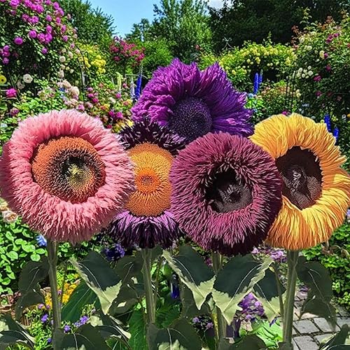 Miniatura 6 de Más de 100 semillas de girasol raras para plantar, semillas de girasol de oso de peluche gigante, perennes, flores de reliquia sin OMG que atraen a