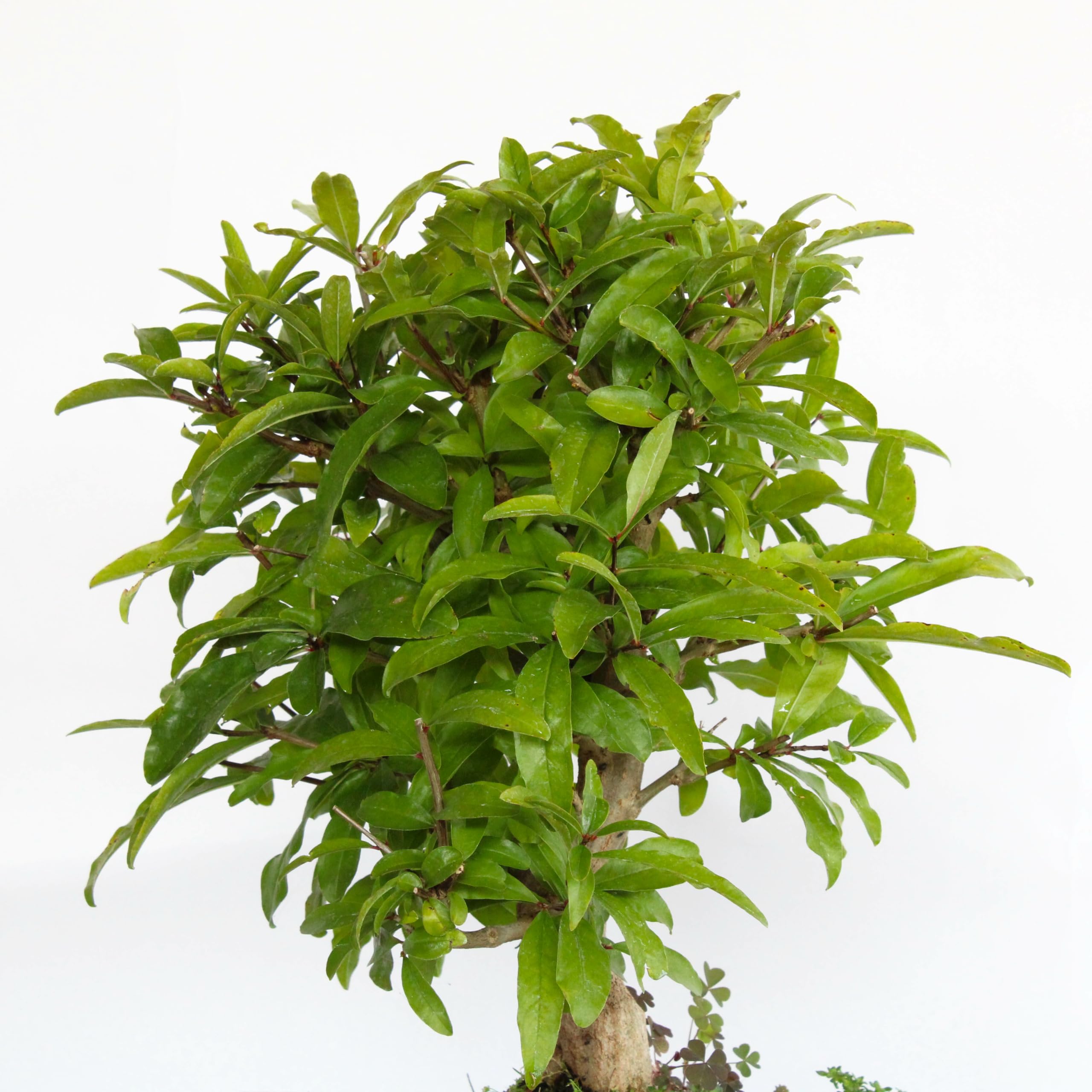 KENTIS - Bonsai des Granatapfelbaums aus Japan - Punica Granatum Bonsai Made in Japan - Echter Bonsai Baum - Hoch 30/40 cm Keramiktopf Ø 25 cm
