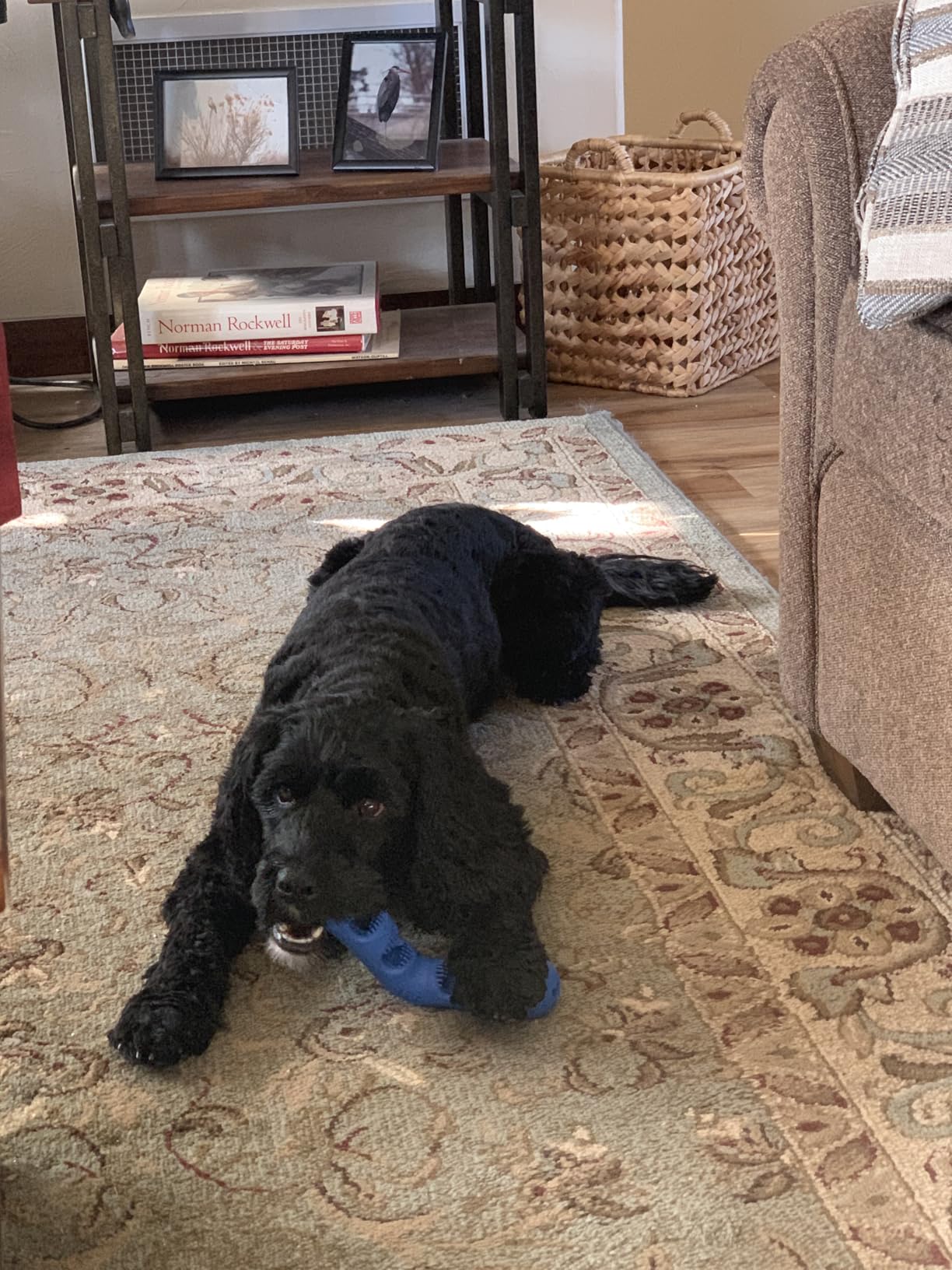 Dog chewing Bite n' Brush