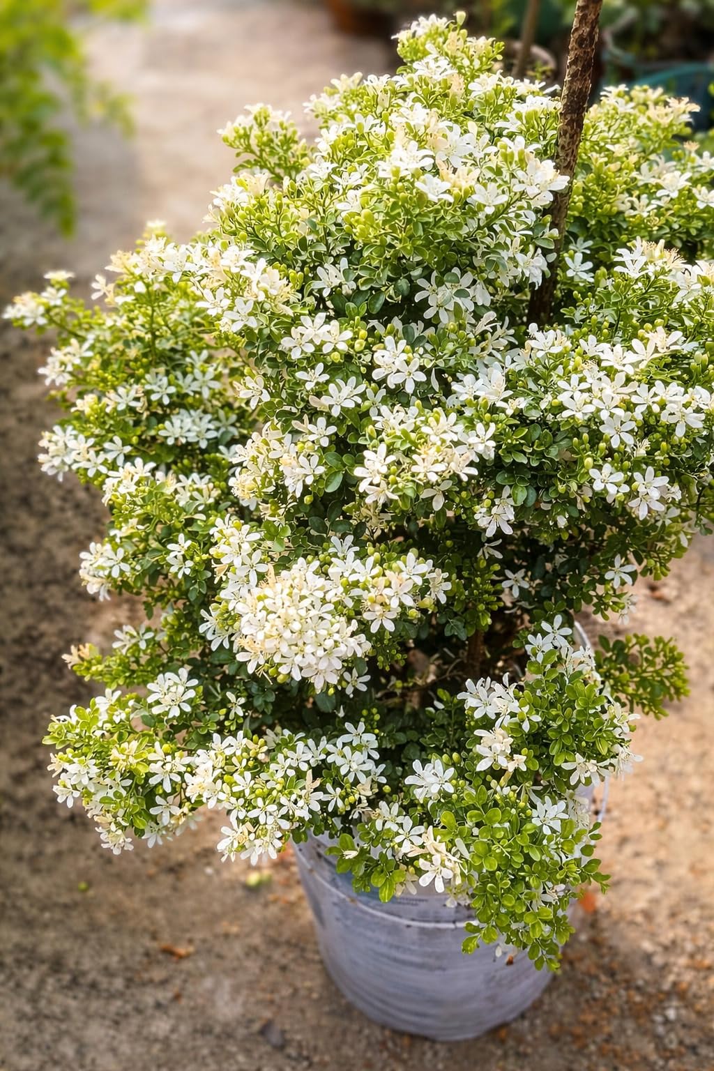 Madhu Kamini Hybrid Live Plant | Kamini Plant (Murraya Paniculata) | Orange Jasmine Fragrant Flower Plant for Home Garden Indoor Outdoor-image-26