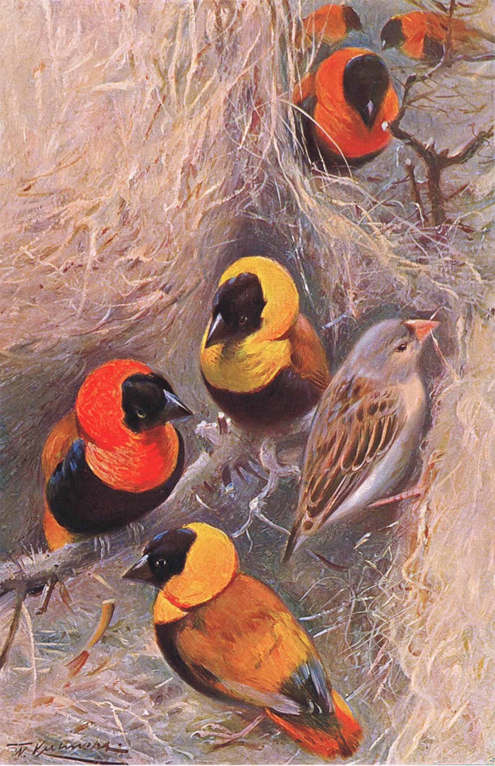 SERENDIPITP Vintage Wall Art Canvas Nordic Poster Canvas Print Picture Weaver Birds Illustration Fromwildlife of the World by Wilhelm Kuhnert Wall Art Poster for Home Decor 60x90cm