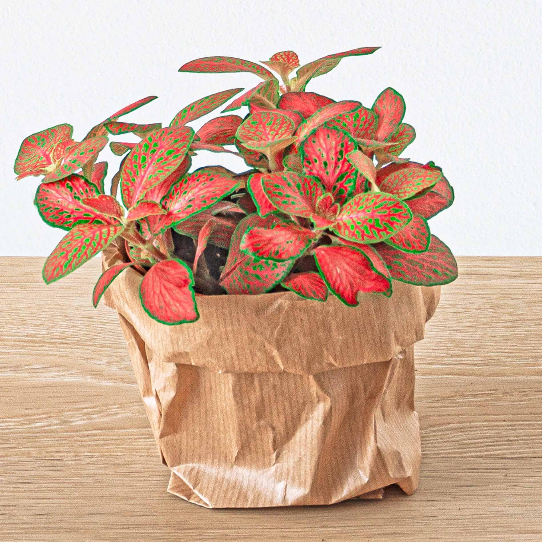 urbanjngl - Terrarium Pflanzen Paket Ficus Ginseng - 5 Pflanzen: Bonsai, Palme, Spargel, 2X Fittonia - Ideal für Terrarien und Indoor-Gärten - Pflegeleicht und dekorativ