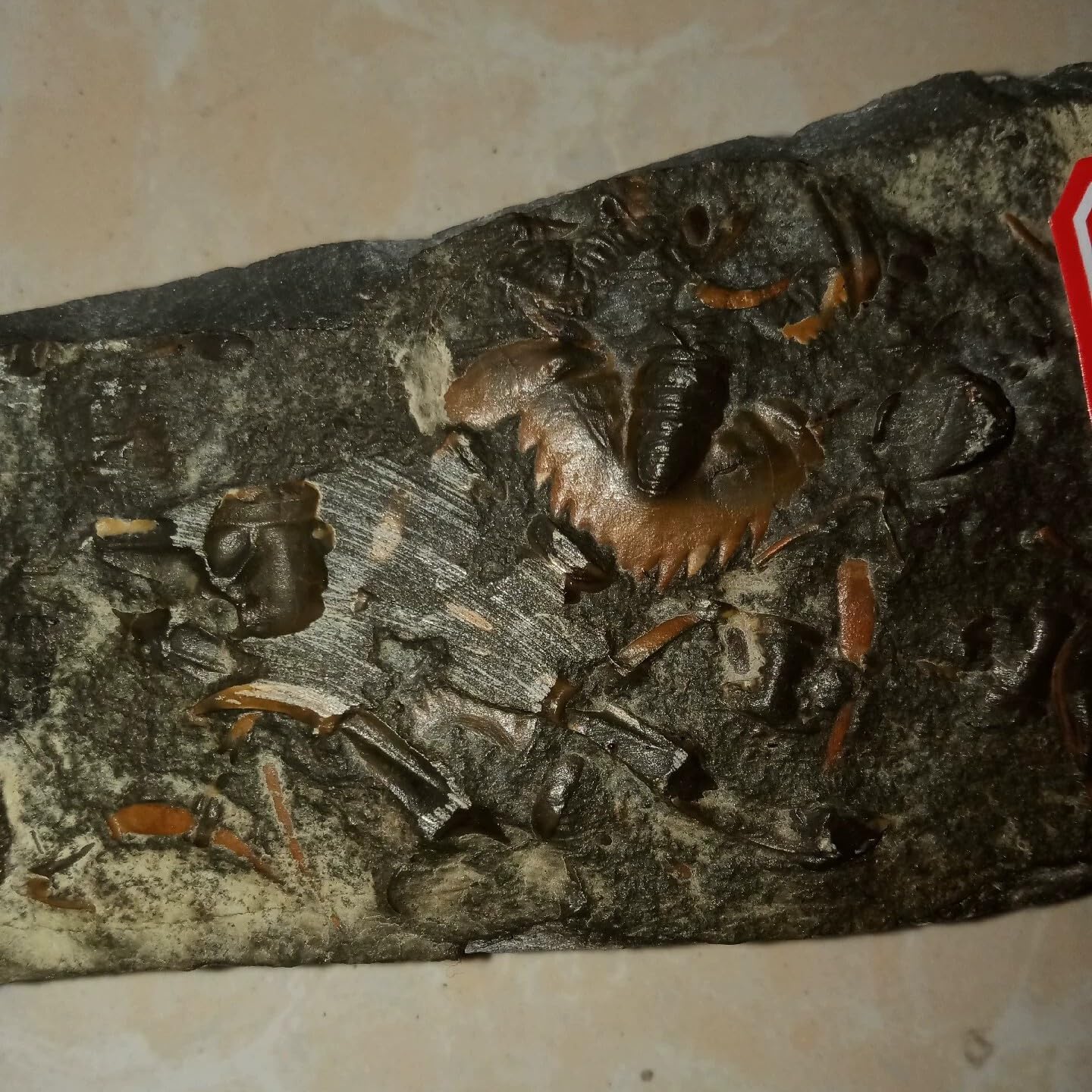 Cambrian Swallow Trilobites Fossils from ShanDong Ice Age